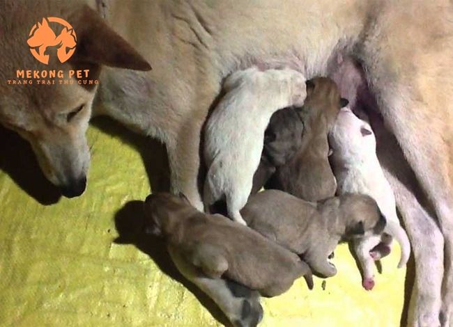 Nhận thu mua chó con tại nhà giá rẻ